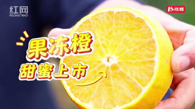 果冻橙甜蜜上市