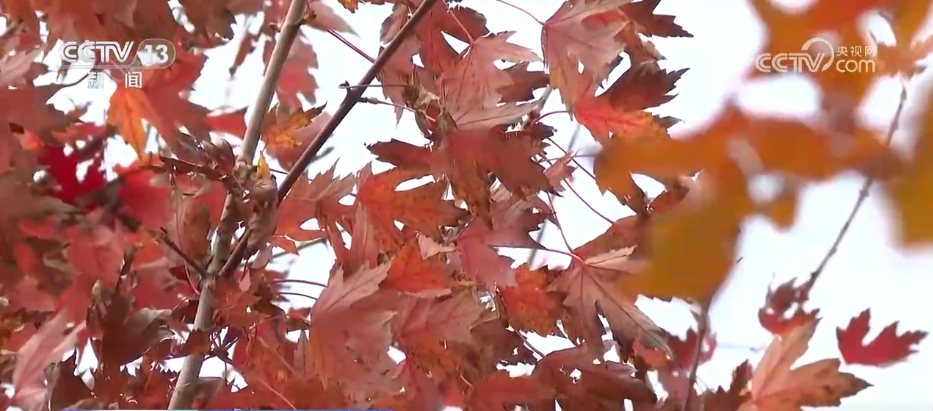 特色赏秋游热潮澎湃 “文旅+”新场景新业态激发“秋日经济”活力