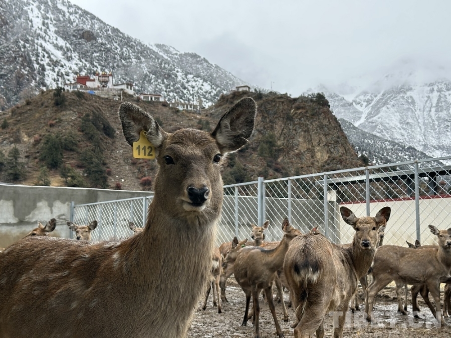 【牢记嘱托，共建美丽新西藏】以娘铺乡为例：梅花鹿“打包”的乡村振兴链条