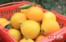 冷水滩：果冻橙甜蜜上市