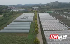 祁阳：秋延辣椒喜丰收