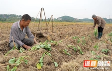 道县：油菜移栽正当时