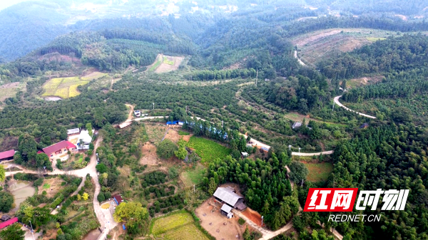 茶油_副本.png 茶油_副本.png