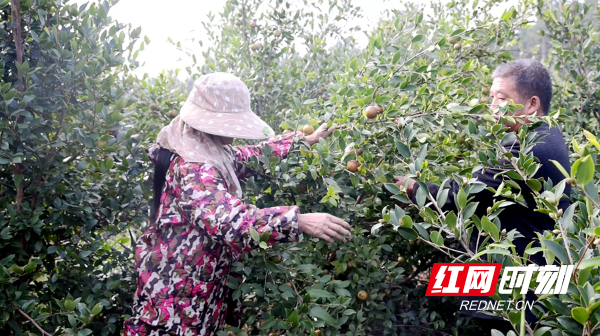 茶油03_副本.png 茶油03_副本.png