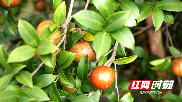 茶油02_副本.png 茶油02_副本.png