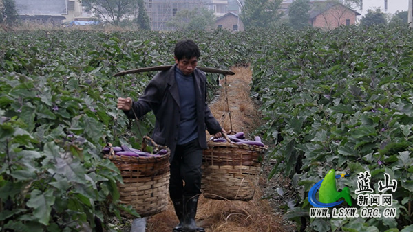 所城镇舜岩村：秋茄喜迎丰收 小茄果撑起乡村振兴“大产业”2.jpg