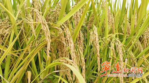 【主特产业看宁远】一粒素米香万家_副本500.png 【主特产业看宁远】一粒素米香万家_副本500.png