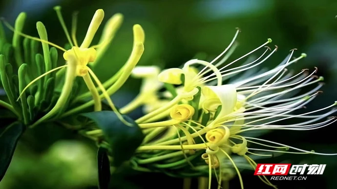 做好“两朵金花”，湖南医药集团助力乡村振兴有“妙方”