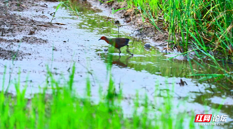 湘江源羽鉴丨第21期 红胸田鸡