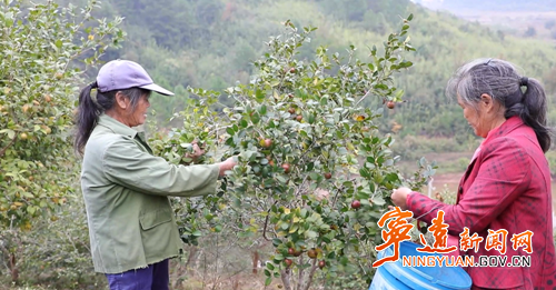 宁远鲤溪镇:油茶丰收采摘忙_副本500.png 宁远鲤溪镇:油茶丰收采摘忙_副本500.png