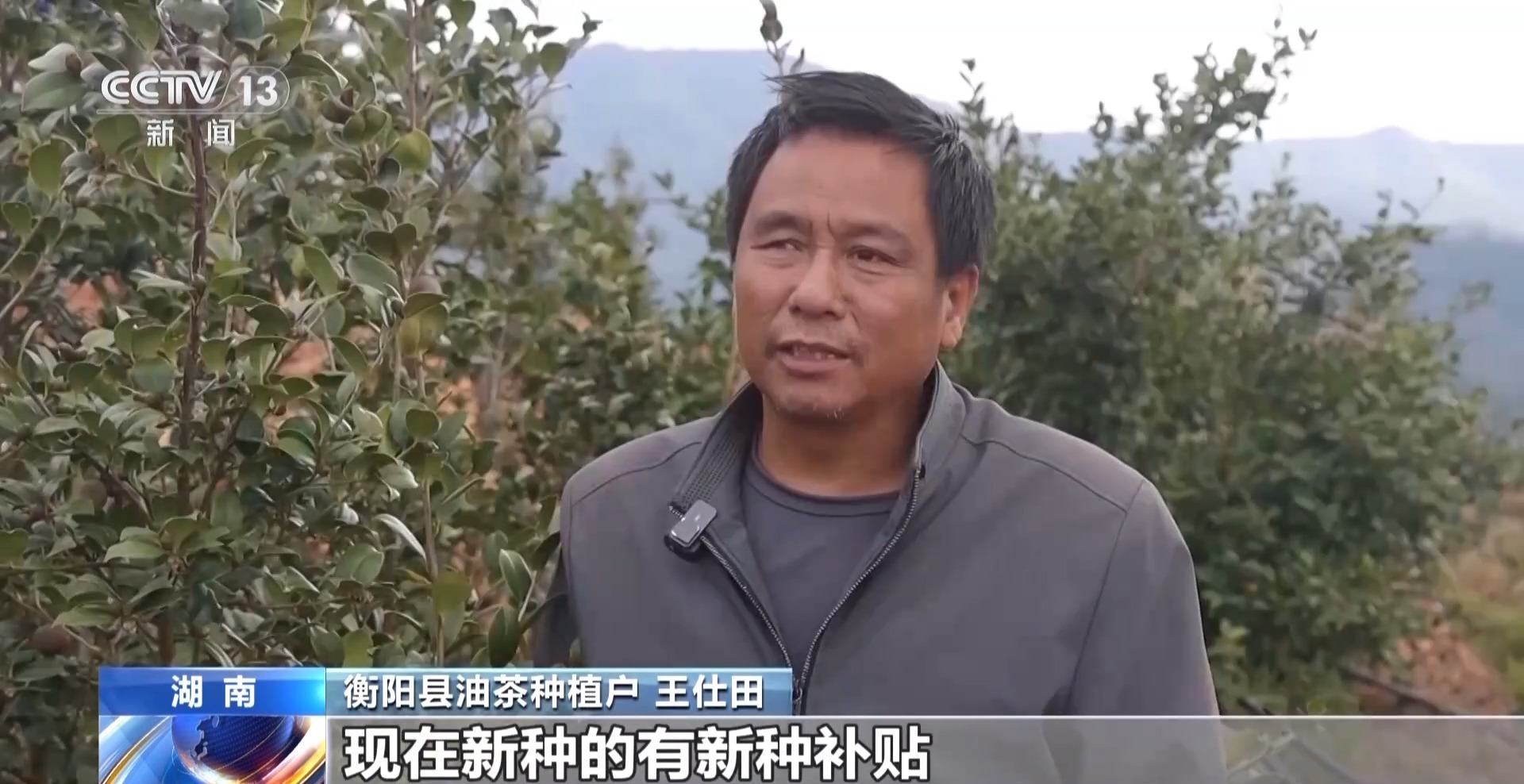 满载宝藏！一颗油茶果如何“挤”出近千亿的绿