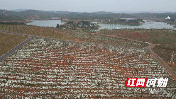 油茶林下套种-2.Bmp 油茶林下套种-2.Bmp