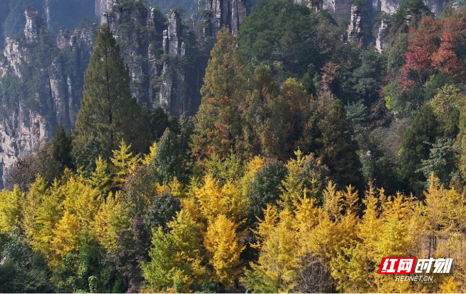 多色彩林1.png 多色彩林1.png