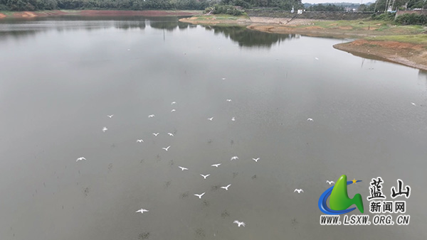 我县首次发现红嘴鸥过境 湿地好生态引“远方来客”1.jpg 我县首次发现红嘴鸥过境 湿地好生态引“远方来客”1.jpg