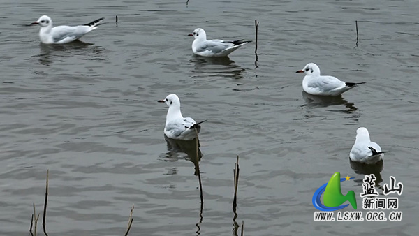我县首次发现红嘴鸥过境 湿地好生态引“远方来客”2.jpg 我县首次发现红嘴鸥过境 湿地好生态引“远方来客”2.jpg