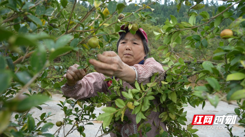 图片11.png 图片11.png