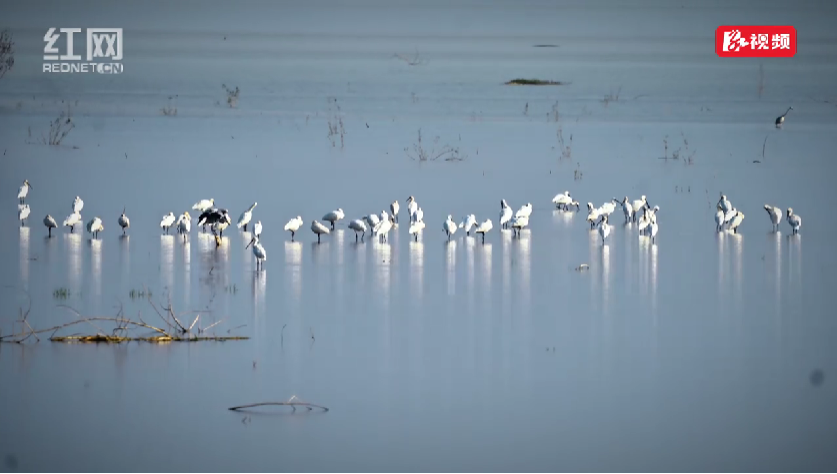 白琵鹭、小天鹅……南洞庭湖迎来2025年第一批冬候鸟