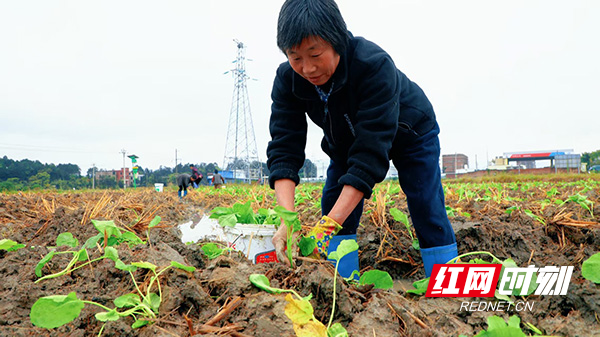 (图片新闻)蓝山县油菜移栽忙2.jpg