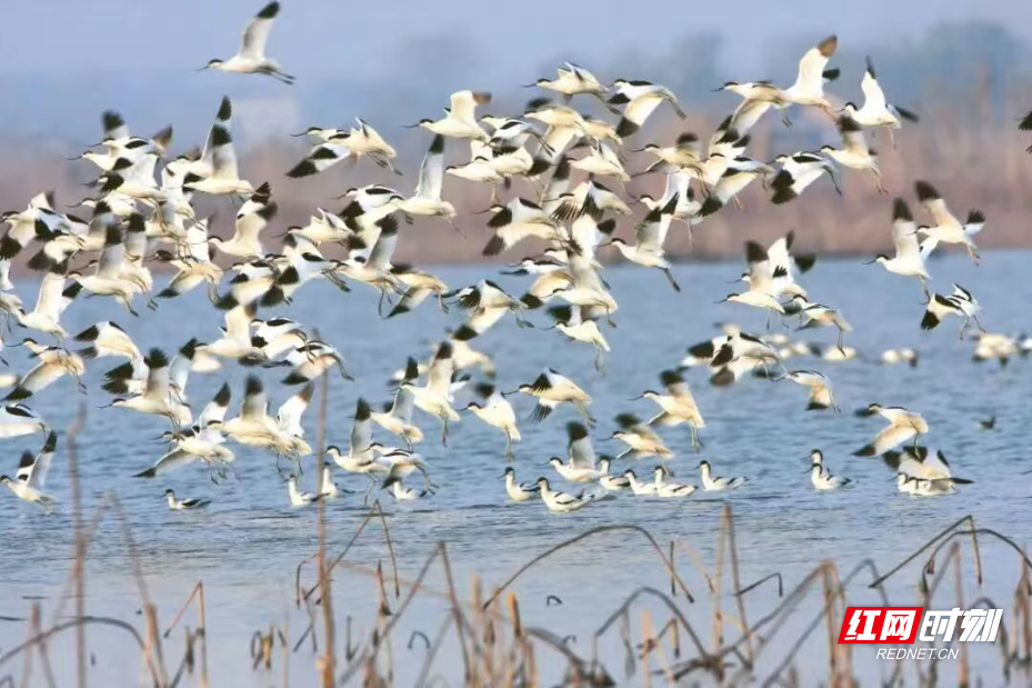 图片8.png 图片8.png