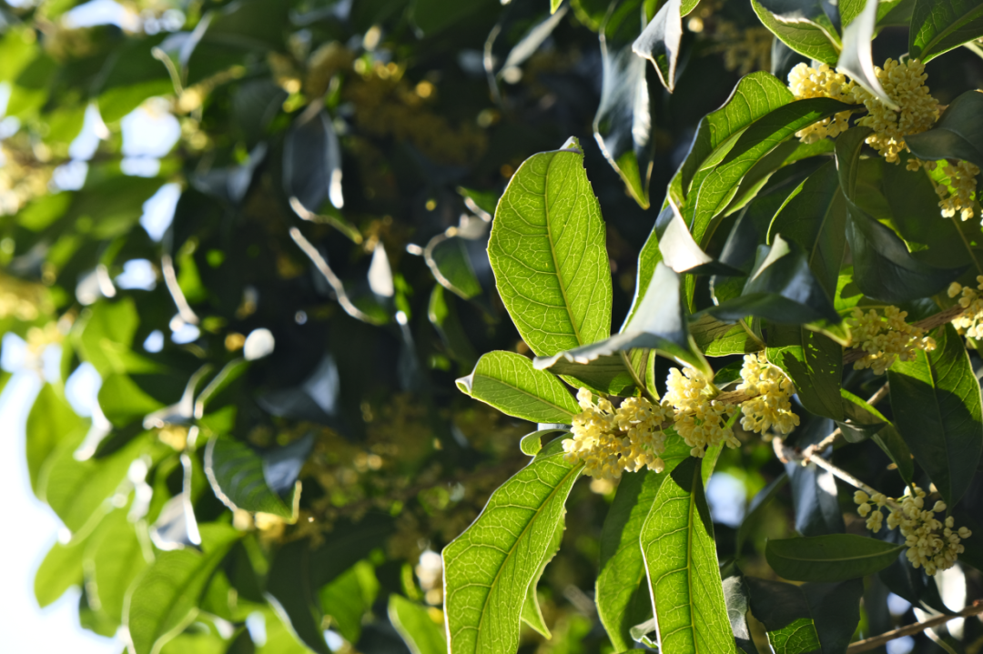 图片8.png 图片8.png