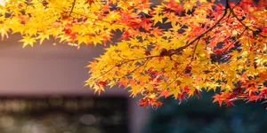 这份精选秋日电影旅行地指南，请查收！