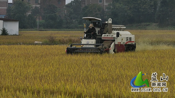蓝山县晚稻收割进入扫尾阶段 “稻稻油”轮作让“冬闲田”变“增收田”1.jpg 蓝山县晚稻收割进入扫尾阶段 “稻稻油”轮作让“冬闲田”变“增收田”1.jpg