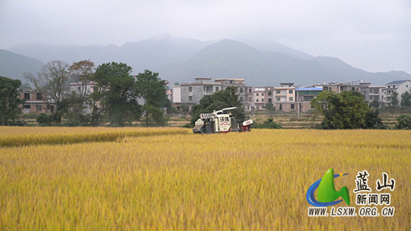 蓝山县晚稻收割进入扫尾阶段 “稻稻油”轮作让“冬闲田”变“增收田”2.jpg 蓝山县晚稻收割进入扫尾阶段 “稻稻油”轮作让“冬闲田”变“增收田”2.jpg
