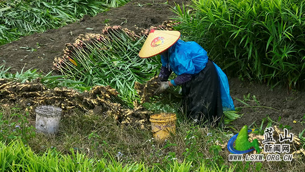 大桥瑶族乡大源村：党建引领“地生金” 黄姜种植促振兴1.jpg