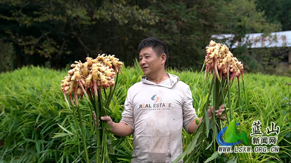 大桥瑶族乡大源村：党建引领“地生金” 黄姜种植促振兴2.jpg