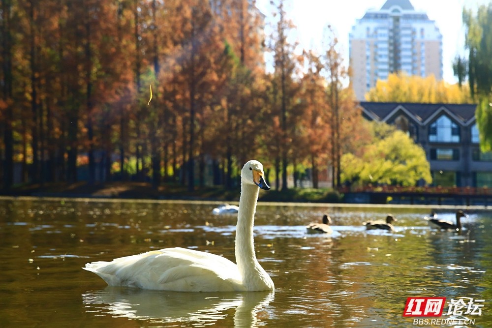 岁暖时刻｜初冬寻景×晒图解锁城市美好 网友优秀作品投票