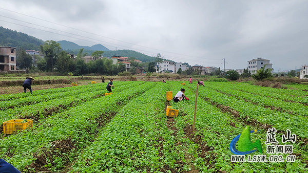 我县良田披新绿 油菜移栽忙 1.jpg