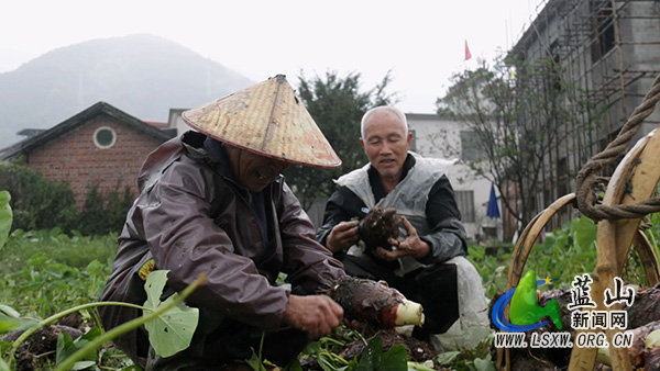 毛俊镇沙溪村：香芋成熟喜获丰收 特色产业铺就致富路1.jpg