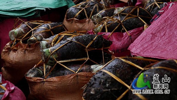毛俊镇沙溪村：香芋成熟喜获丰收 特色产业铺就致富路2.jpg
