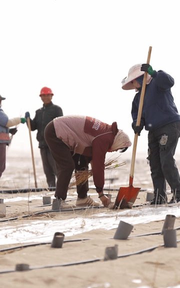 沙海播撒新绿，50万株幼苗在塔克拉玛干沙漠扎根