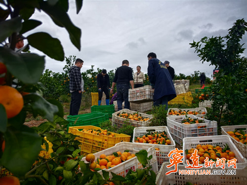 宁远保安镇:昔日荒山飘橘香_副本500.jpg 宁远保安镇:昔日荒山飘橘香_副本500.jpg