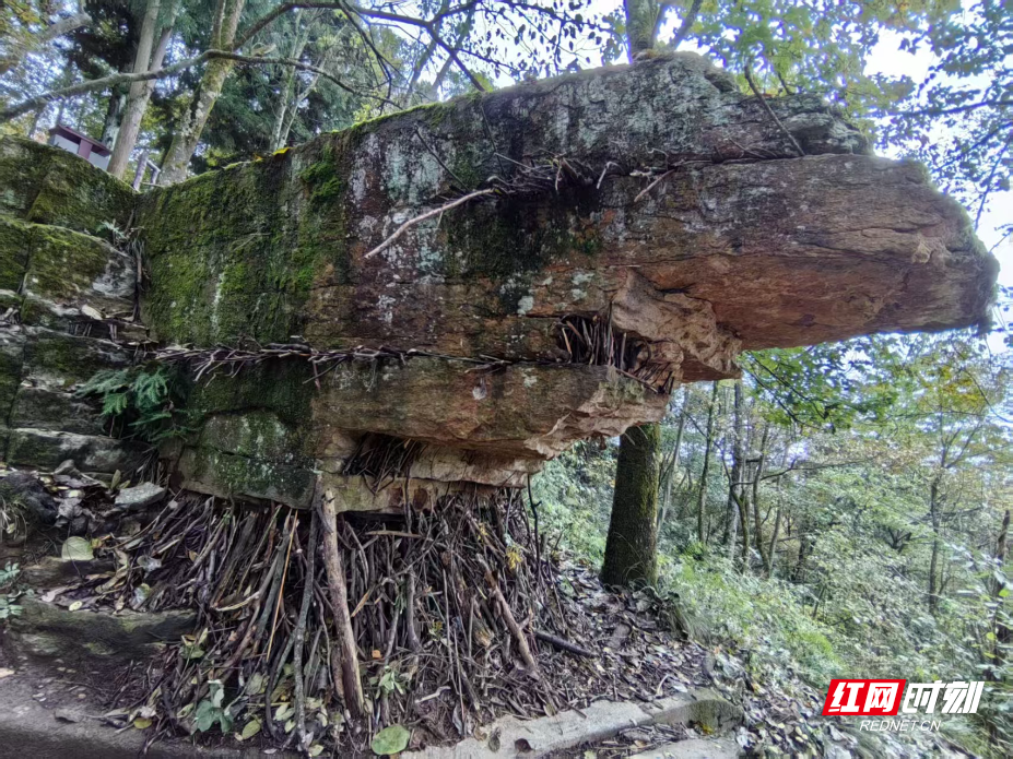 树枝2.jpg 树枝2.jpg