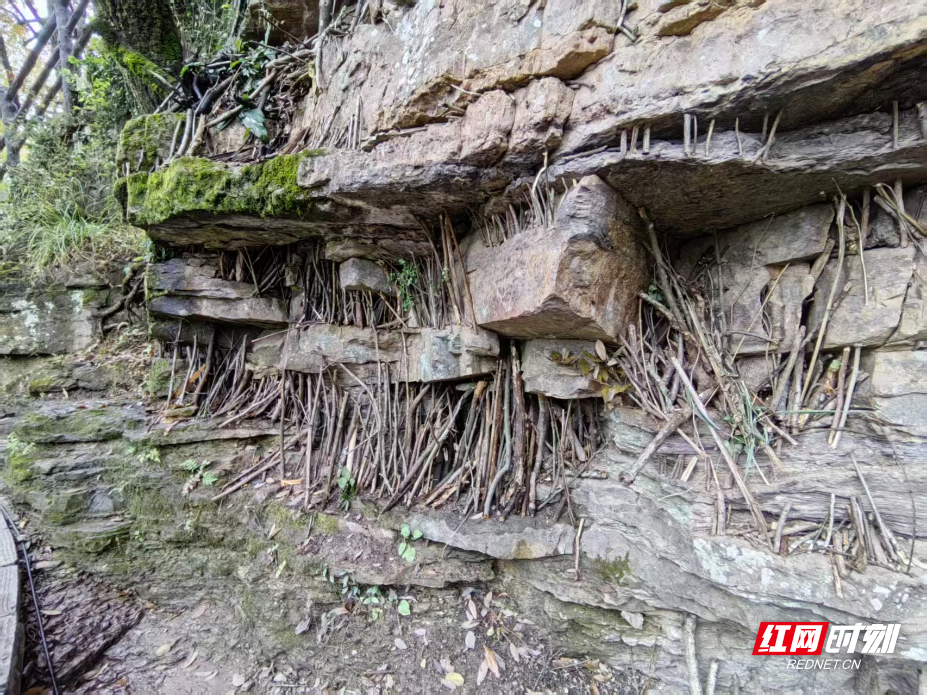 树枝1.jpg 树枝1.jpg