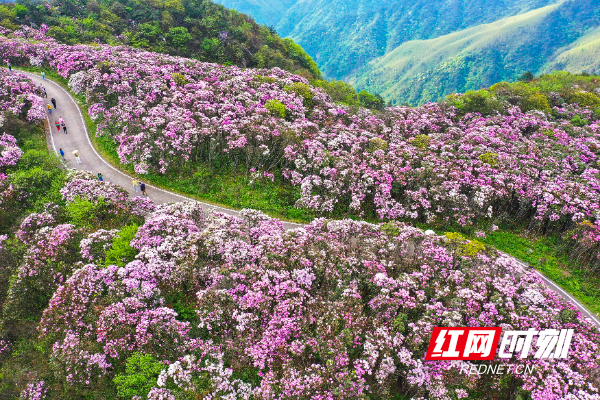 湖南双牌县阳明山云锦杜鹃  周秀鱼春摄.jpg