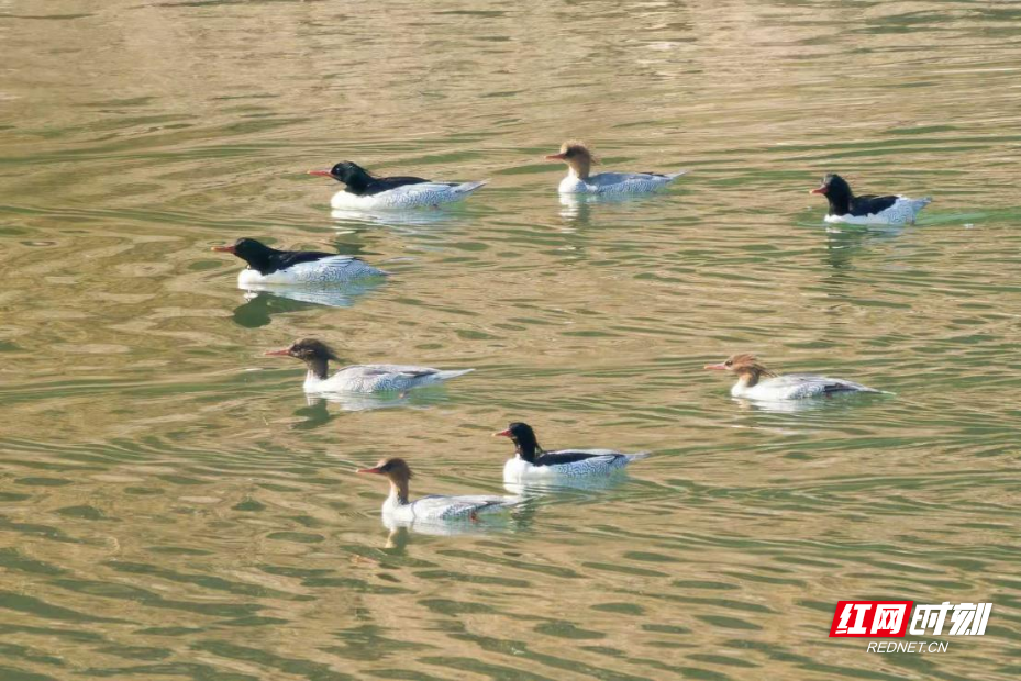 图片6.png 图片6.png