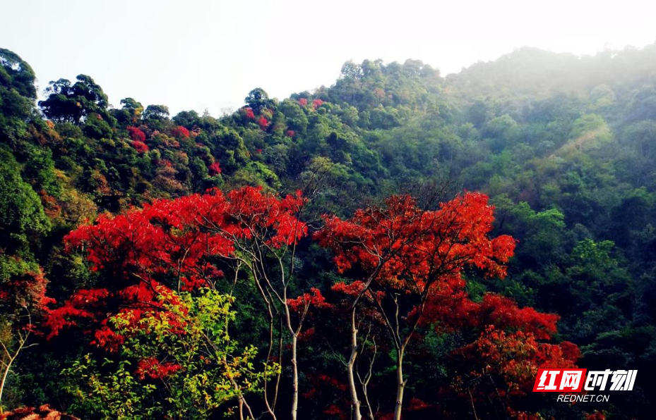 图片1.png 图片1.png