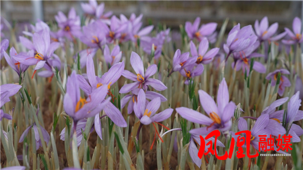 Still1113_00007.png Still1113_00007.png