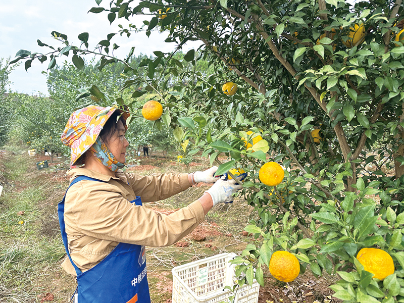 沙市镇发展1500亩黄金香柚基地，全力构建“从一颗柚子到一瓶品牌果汁”的产业链