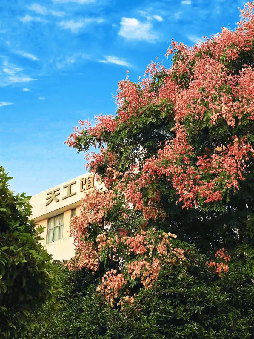 秋景·栾树 (3).jpg