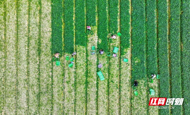 湖南新田:富硒蔬菜 助农增收1.jpg