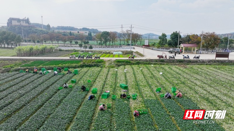 湖南新田:富硒蔬菜 助农增收6.jpg