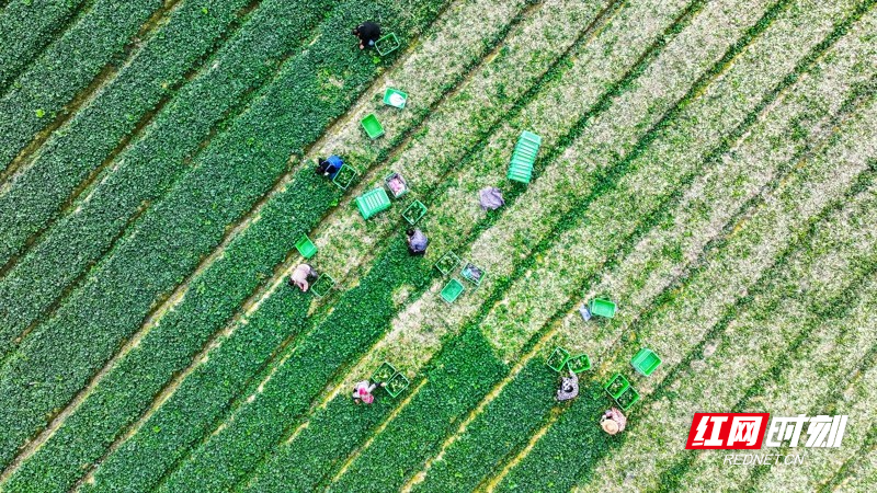 湖南新田:富硒蔬菜 助农增收5.jpg