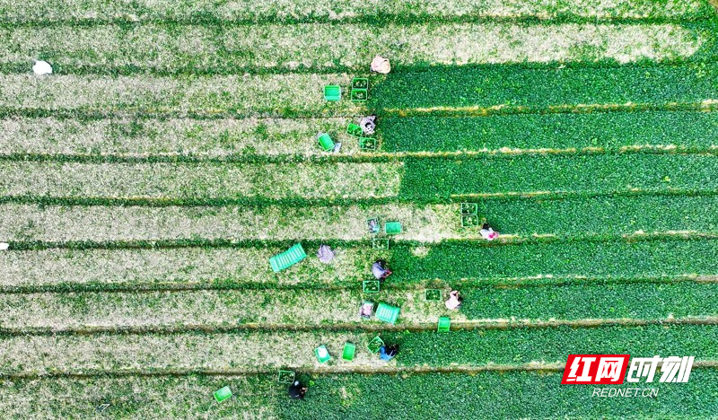 湖南新田:富硒蔬菜 助农增收3.jpg