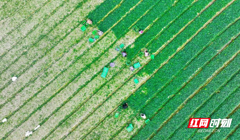 湖南新田:富硒蔬菜 助农增收2.jpg