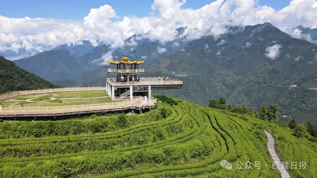 1.13亿元！梅多格太棒了！