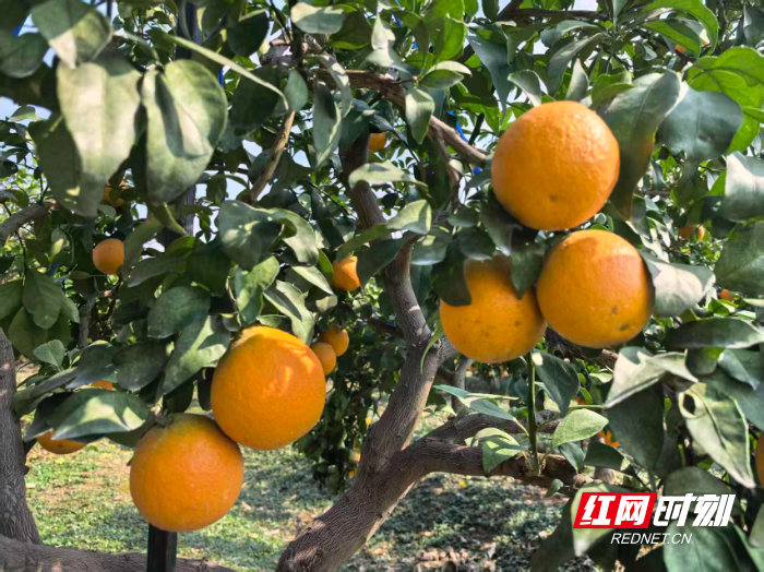 微信图片_20251117150510_916_31.jpg 微信图片_20251117150510_916_31.jpg